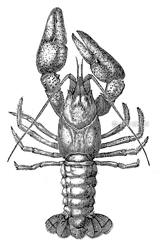 Astacus Astacus(欧洲小龙虾，贵族小龙虾)的古董插图